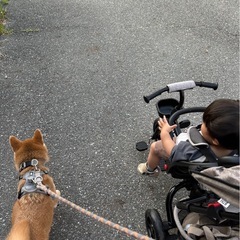 折りたたみ三輪車　ベビーカーの画像