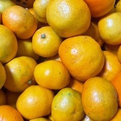 和歌山有田早生みかん　Ｂ品10kgの画像