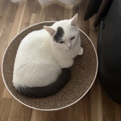 マンチカン 生後17ヶ月