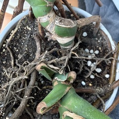 2株入ってます。モンステラ陶器鉢の画像