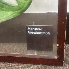 リーフパネル モンステラ アートフレーム　3Lの画像