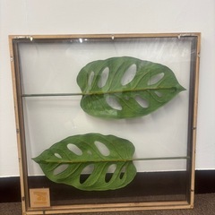 リーフパネル モンステラ アートフレーム　3Lの画像