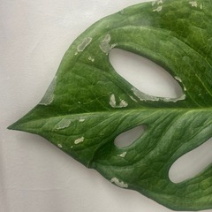 リーフパネル モンステラ アートフレーム　3Lの画像