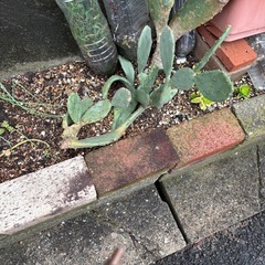 (お話中)サボテンの画像