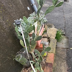 (お話中)サボテンの画像