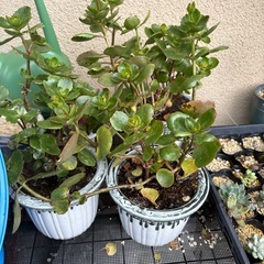 カランコエの画像