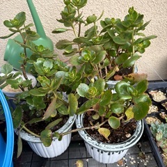 カランコエの画像