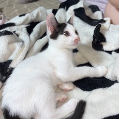 里親募集してます。