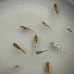 メダカ 花魁の画像