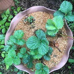 [連休限定]無農薬　いちごプランター　セットはお得　202511013の画像