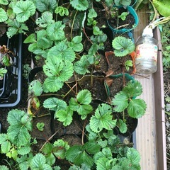 [連休限定]無農薬　いちご苗　5ポット以上でお得　202511014の画像