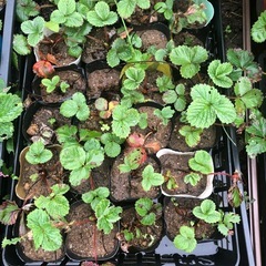 [連休限定]無農薬　いちご苗　5ポット以上でお得　202511014の画像