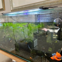 【1点限り】GEX グラステリア60cm 水槽と、グッピー15匹 熱帯魚の画像