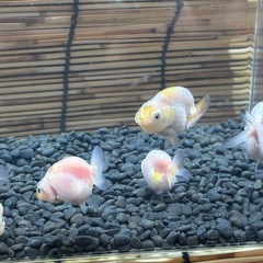 自家産中国らんちゅうの画像