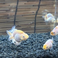 自家産中国らんちゅうの画像