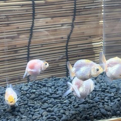 自家産中国らんちゅうの画像