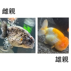 自家産中国らんちゅうの画像