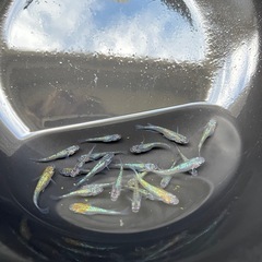 メダカ  草餅の画像