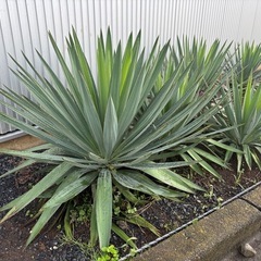 観葉植物 ユッカの画像