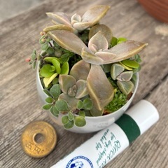 多肉植物ミニ寄植えの画像