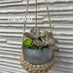 多肉植物ミニ寄植えの画像
