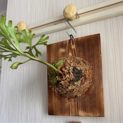 ビガクシダ　リドレイの画像