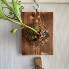 ビガクシダ　リドレイの画像