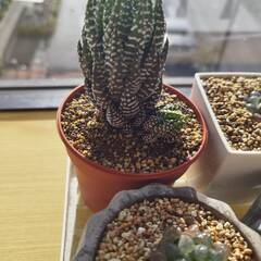 全部まとめて　ジュウニノツメ（十二の爪）　オブツーサトゥルンカータの画像