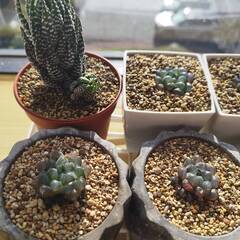 全部まとめて　ジュウニノツメ（十二の爪）　オブツーサトゥルンカータの画像