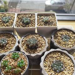 全部まとめて　ジュウニノツメ（十二の爪）　オブツーサトゥルンカータの画像