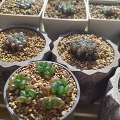 全部まとめて　ジュウニノツメ（十二の爪）　オブツーサトゥルンカータの画像