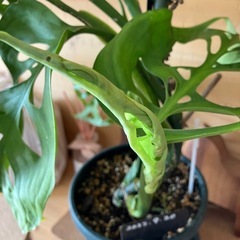 稀少　モンステラ　エスケレートの画像