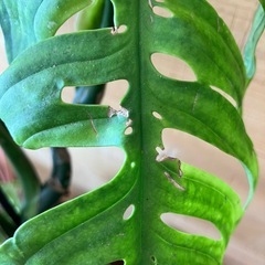 稀少　モンステラ　エスケレートの画像