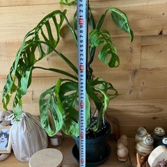 稀少　モンステラ　エスケレートの画像