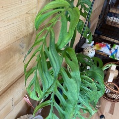 稀少　モンステラ　エスケレートの画像