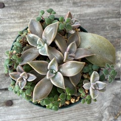 多肉植物の寄植えの画像