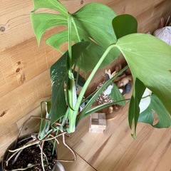 モンステラ　ボルシギニア　斑入りの画像