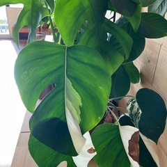 モンステラ　ボルシギニア　斑入りの画像