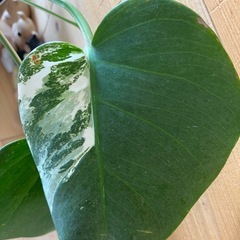 モンステラ　ボルシギニア　斑入りの画像