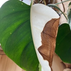 モンステラ　ボルシギニア　斑入りの画像