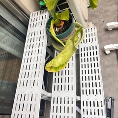 500円 花棚の画像