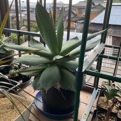 アガベ　オテロイ　大株の画像
