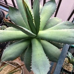 アガベ　オテロイ　大株の画像