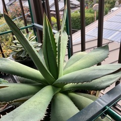 アガベ　オテロイ　大株の画像