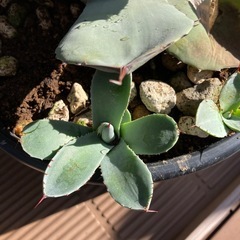 アガベ  パリートランカー　子株5株つき
の画像