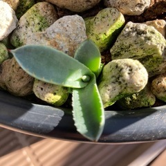 アガベ  パリートランカー　子株5株つき
の画像