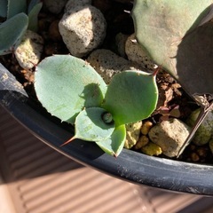 アガベ  パリートランカー　子株5株つき
の画像