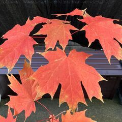 サトウカエデ（Northern sugar maple）苗の画像