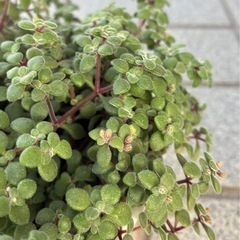 ブロウメアナ🌱苗の画像