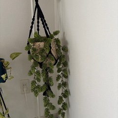 ☆ACTUSハンギングポッド☆の画像